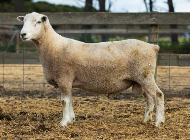 Under Auction - Lot 27 Highlander Ram 191105 (DLE Ram Auction A100 - 10th Sept via Auctionsplus) 