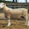 Under Auction - Lot 27 Highlander Ram 191105 (DLE Ram Auction A100 - 10th Sept via Auctionsplus) 