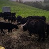 lowline cattle