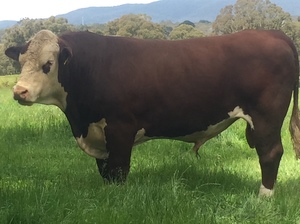 Poll Hereford Bull - Stud Registered Campaspe Bend Pietro CB 09 