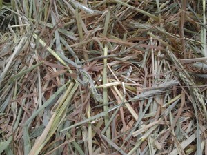 45 M/T NEW SEASON 8X4X3 HAY delivered. MILES,  CHINCHILLA,  DALBY area