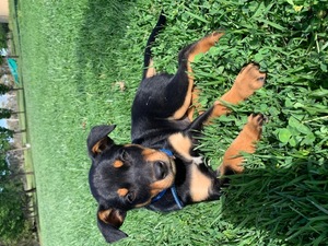 1 Male Pure Bred Kelpie Pup