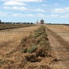 100 m/t of A1 Vetch Hay 8x4x3 Bales