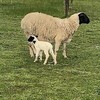 31 Ewes / lambs (Dorper & Australian White)