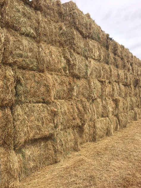 130mt Ryegrass/Clover Hay 500-550kg 8x4x3 Bale