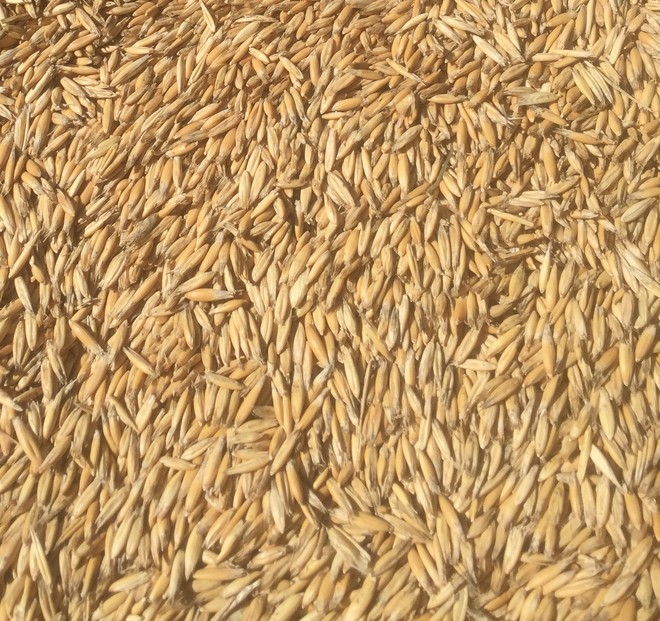 Matika cleaned ready to sow