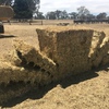 80mt Balansa Clover/Ryegrass Hay 600kg 8x4x3 Bales