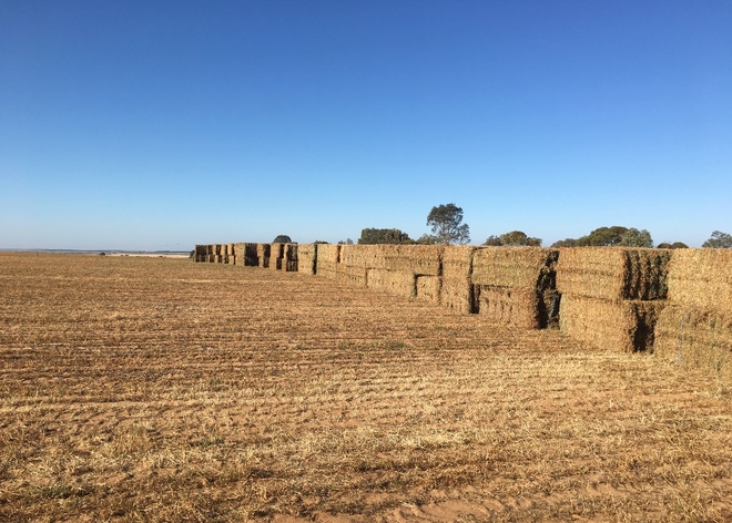 80mt Vetch Hay 600kg 8x4x3 Bales