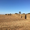80mt Vetch Hay 600kg 8x4x3 Bales