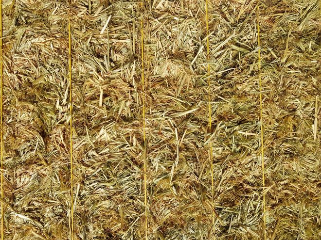 Wheat hay