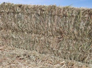 3000 m/t New Season Oaten Hay WEED FREE