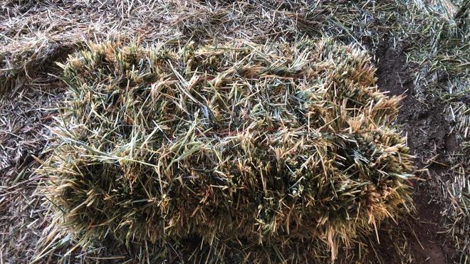 GOOD Quality Oaten Hay - Bale Baron Small Bales - Packs of 21