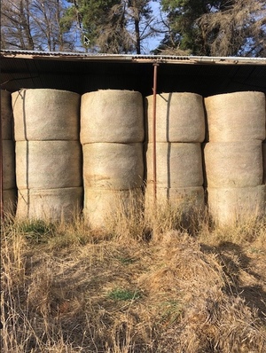 Rye Grass Rolls x 60