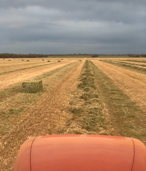 High Quality shedded Vetch hay