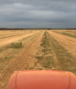 High Quality shedded Vetch hay