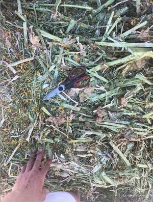 Canola Hay Shedded 8x4x3 Bales