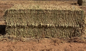 Pea Hay 8x4x3 - 96 x 700 KG Approx 