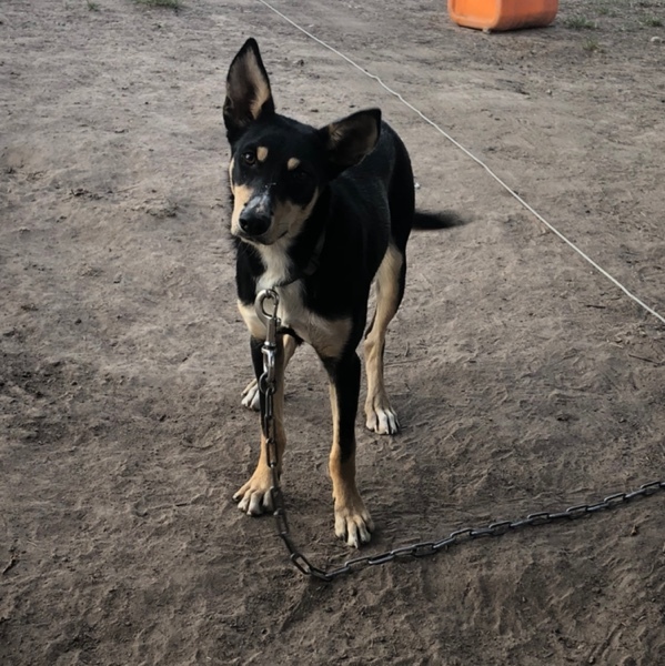 WKC Registered Kelpie Bitch 