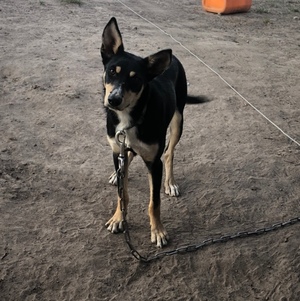 WKC Registered Kelpie Bitch 