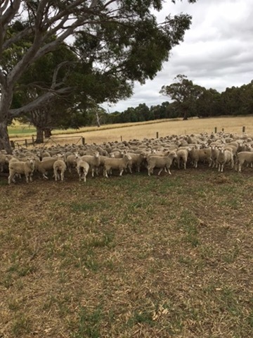 130 Mixed Sex Second Cross Lambs