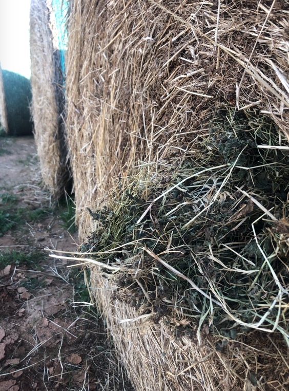 500 x Clover & Rye 480-500kg 5x4 Rolls