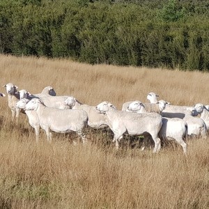 Australian White Ewes and Rams