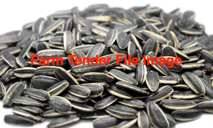 WANTED Black Sunflower