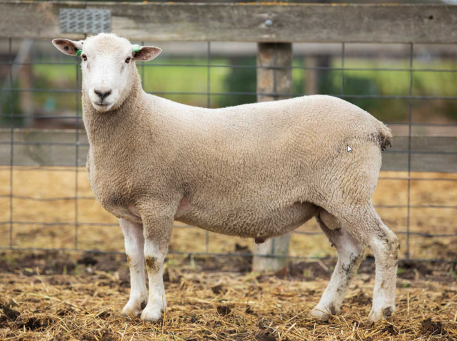 Under Auction - Lot 6 Highlander Ram 190686 (DLE Ram Auction A100 - 10th Sept via Auctionsplus) 