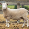 Under Auction - Lot 6 Highlander Ram 190686 (DLE Ram Auction A100 - 10th Sept via Auctionsplus) 