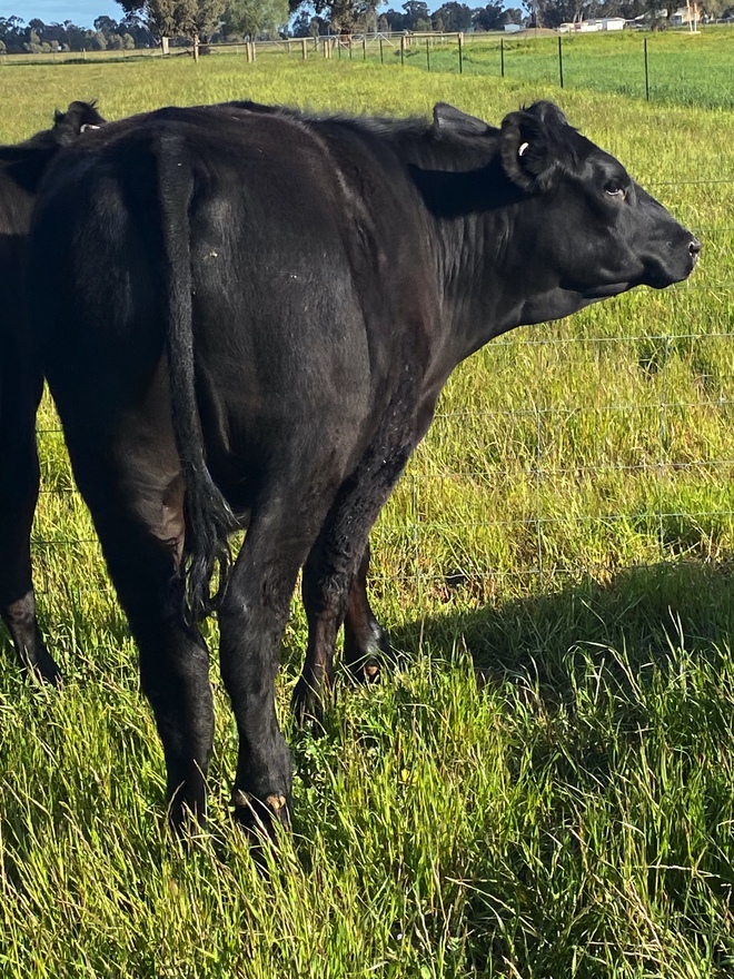 Angus Heifer x 2 and Angus Steer x1 