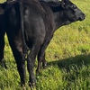 Angus Heifer x 2 and Angus Steer x1 