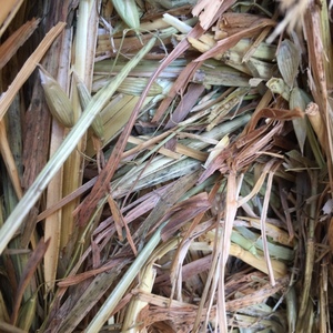 Oaten Hay 530kg 8x4x3 Bales + Freight
