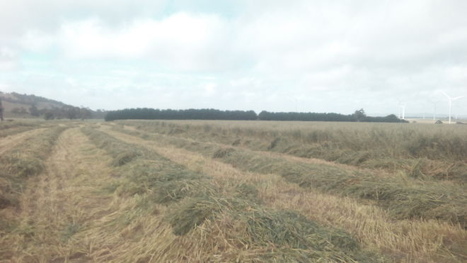 Oaten Hay High Density 8x4x3 bales 
