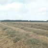 Oaten Hay High Density 8x4x3 bales 