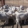 Angora herd dispersal
