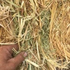 Oaten hay