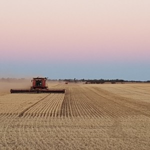 Harvesting Available