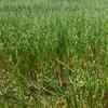 Standing Crop of Oats For Sale