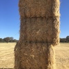 Triticale Hay 600kg 8x4x3 Bales