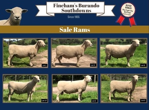 SOUTHDOWN RAMS and Ewes,Top quality & Bloodlines