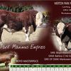 Poll Hereford registered stud bull