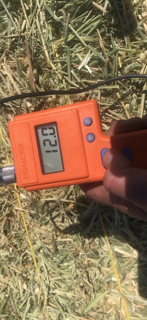 cereal hay with feed test