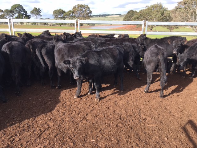 12 EU accredited Angus steers