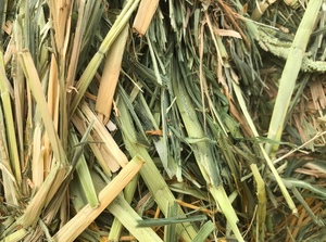 1 x B Double Load Millet Hay 8x4x3 (High Moisture)