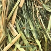 1 x B Double Load Millet Hay 8x4x3 (High Moisture)