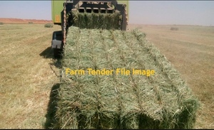 Rhodes Grass Hay 250 mt.  8x4x3
