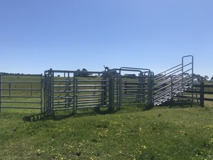 Used Arrow Cattle Yards approx. 60-70 Head