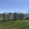 Used Arrow Cattle Yards approx. 60-70 Head