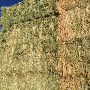 Oaten Hay 8x4x3