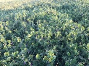 Vetch Seed (New Season)